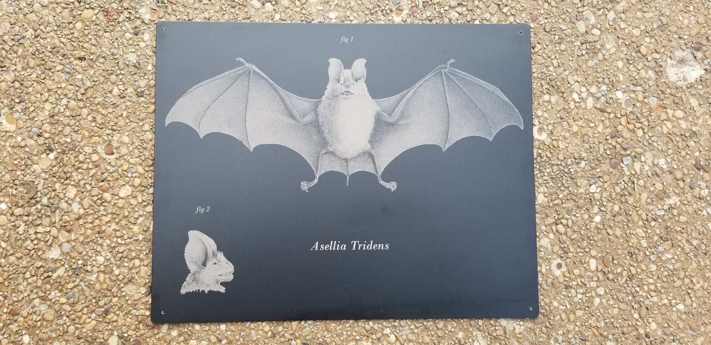 Bats Wall Decor