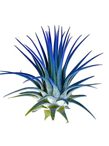 Discover the charm of air plants, or Tillandsias, 