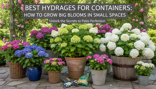 Best Hydrangeas for Containers: How to Grow Big Blooms in Small Spaces