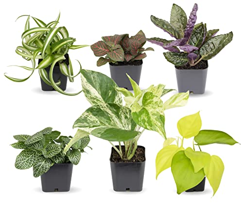 ### Embrace Low-Maintenance Houseplants This Seaso