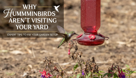 Why Hummingbirds Aren’t Visiting Your Yard: Expert Tips to Fix Your Garden Setup